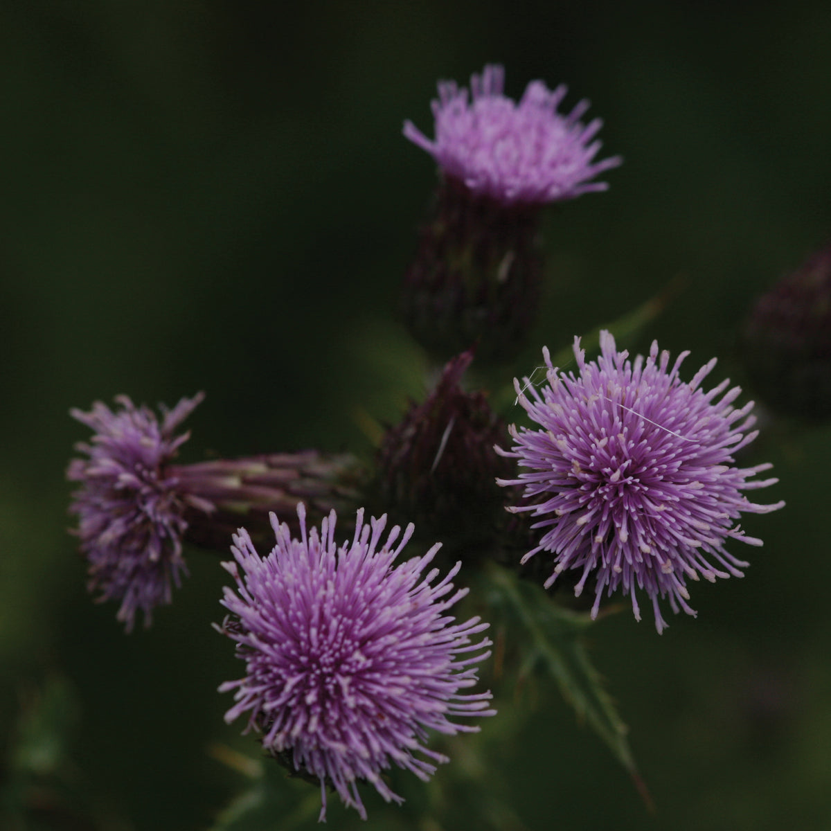 Marsh Thistle