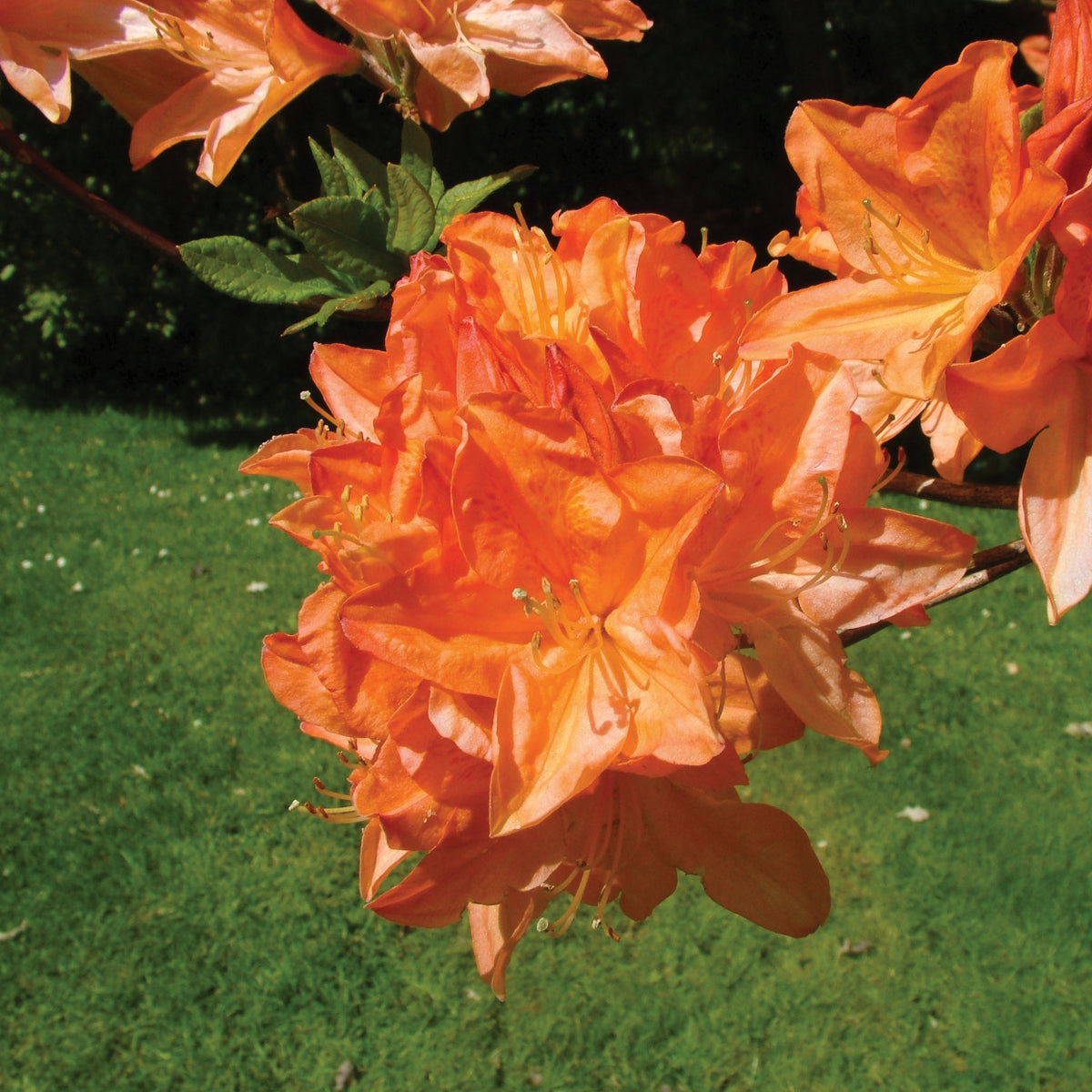 Flame Azalea