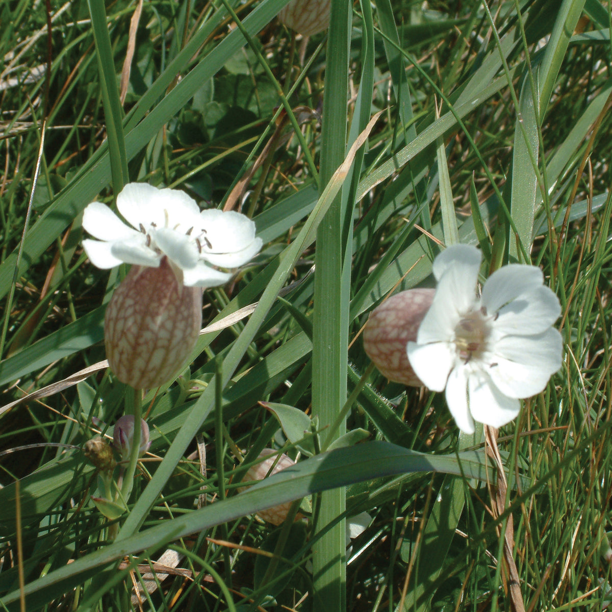 Sea Campion