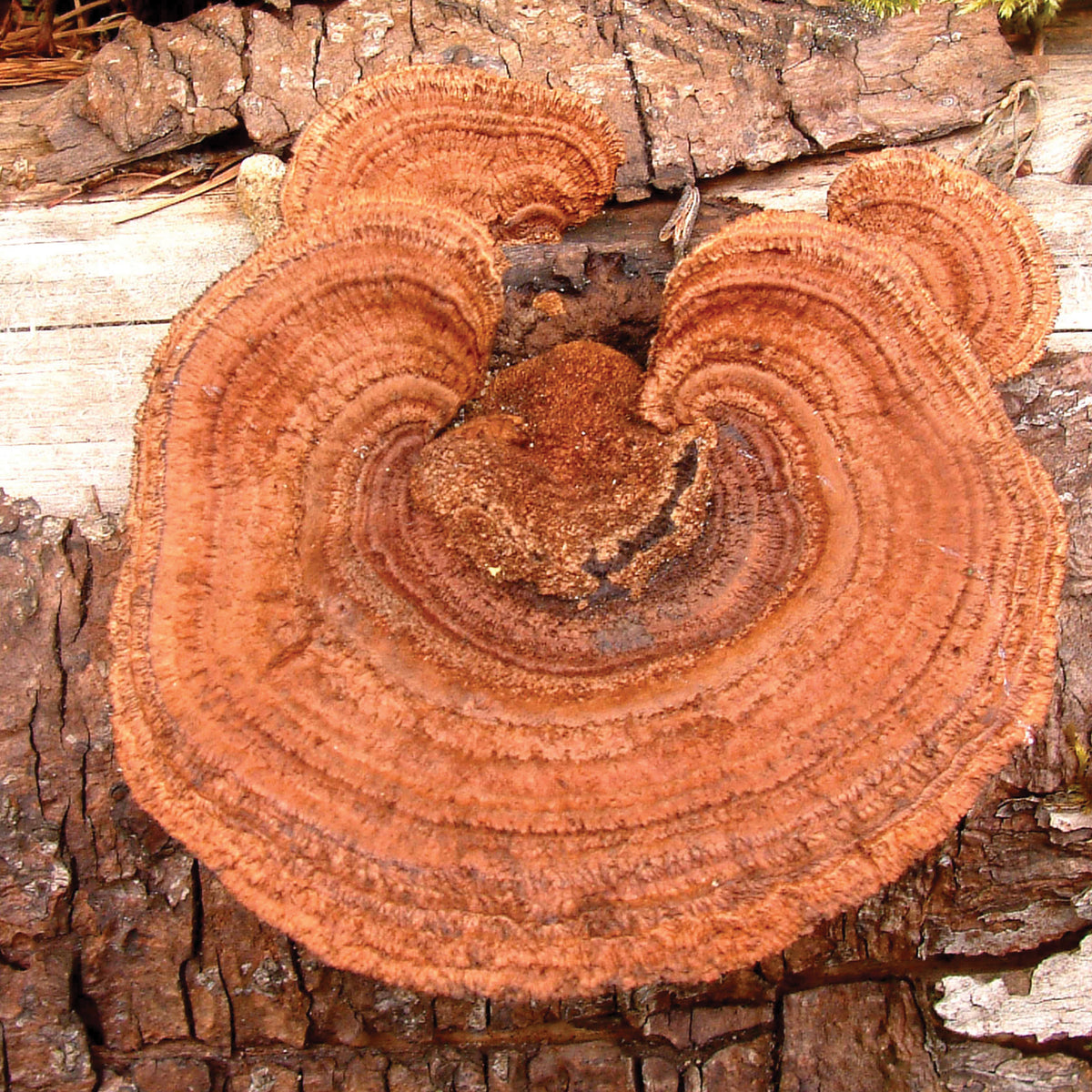 Conifer Mazegill