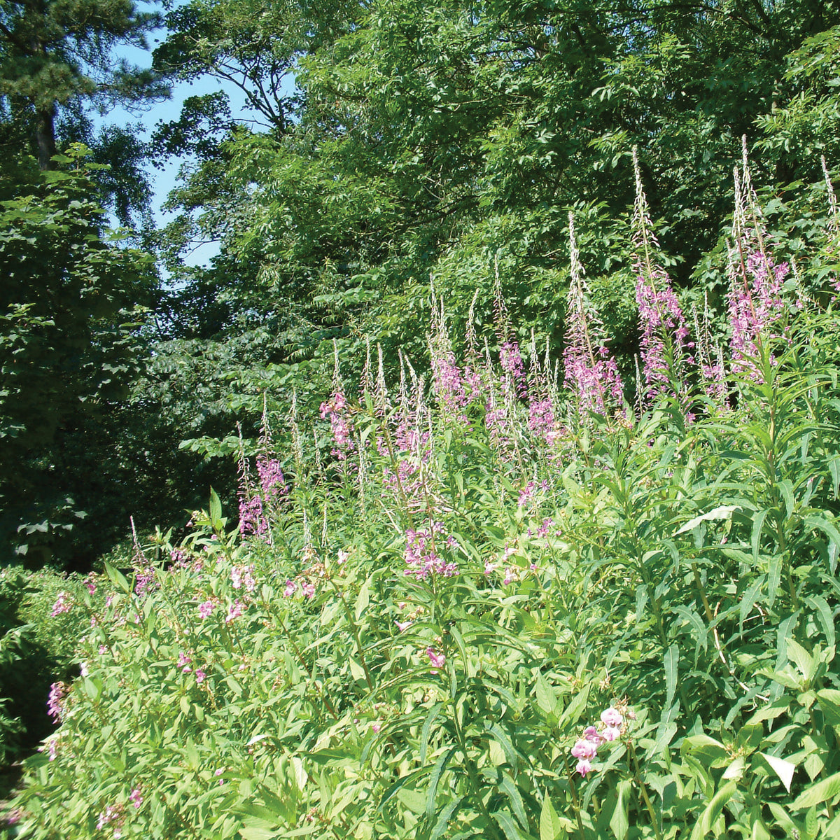 Rosebay Willowherb