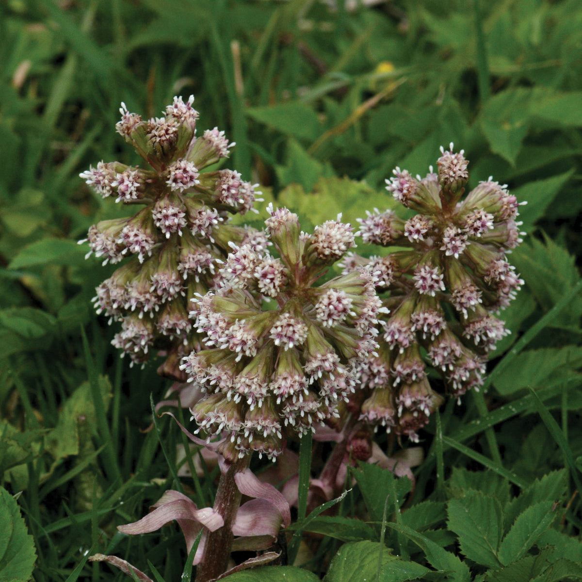 Butterbur