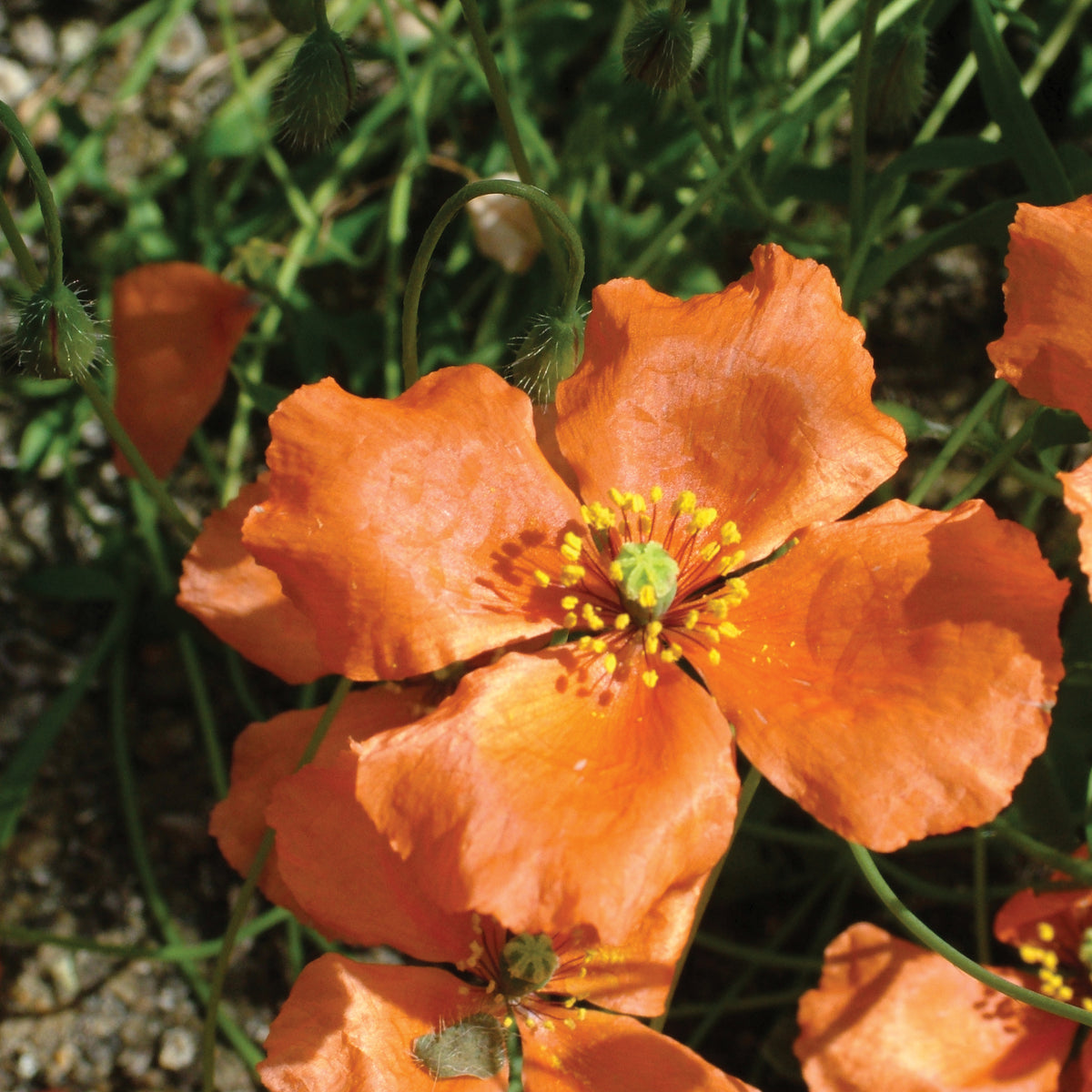 Apricot Poppy