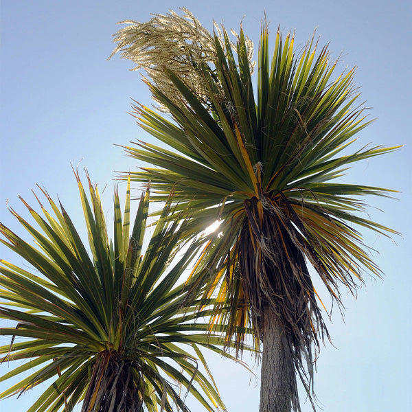 Ti Kouka Cabbage Palm