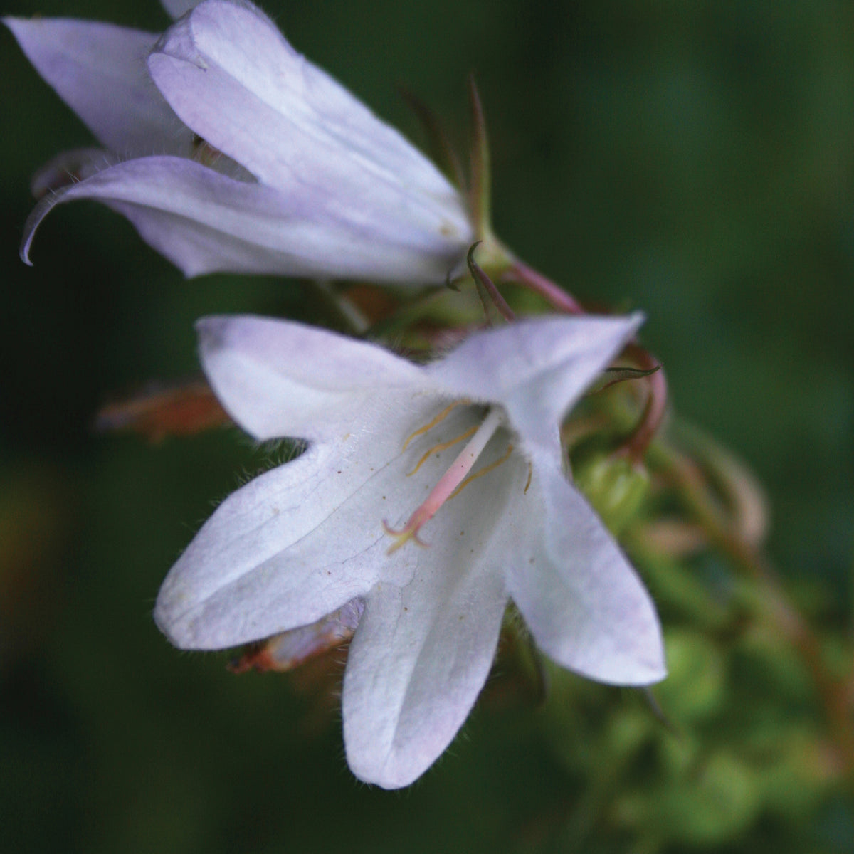 Campanule géante