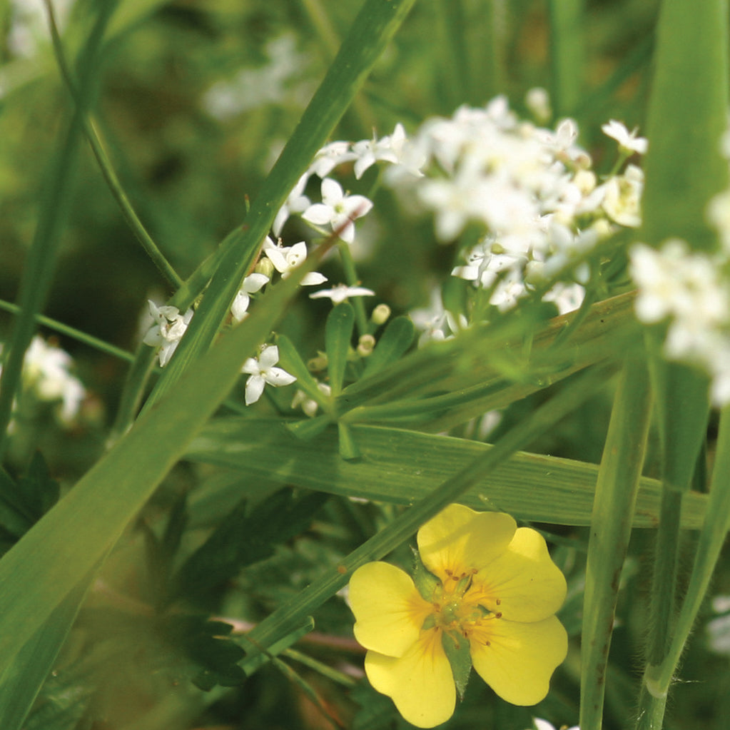 Heath Bedstraw