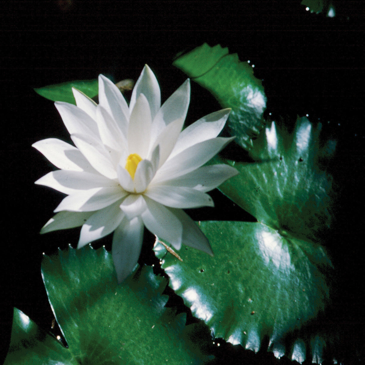 Lotus blanc