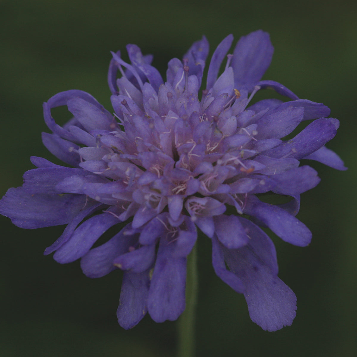 Scabious