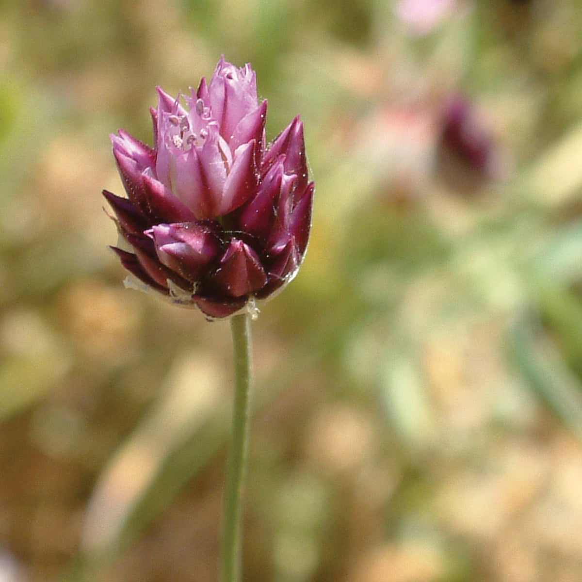 Round Headed Leek