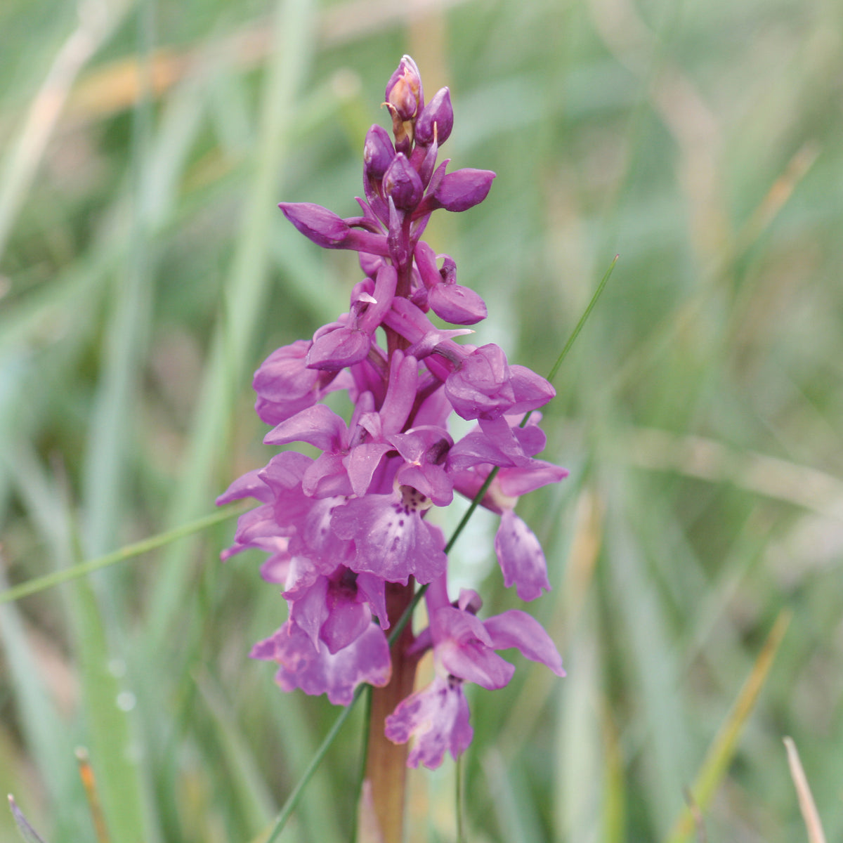 Orchidée pourpre précoce