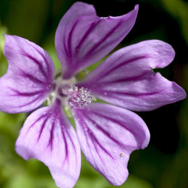 Wild Mallow