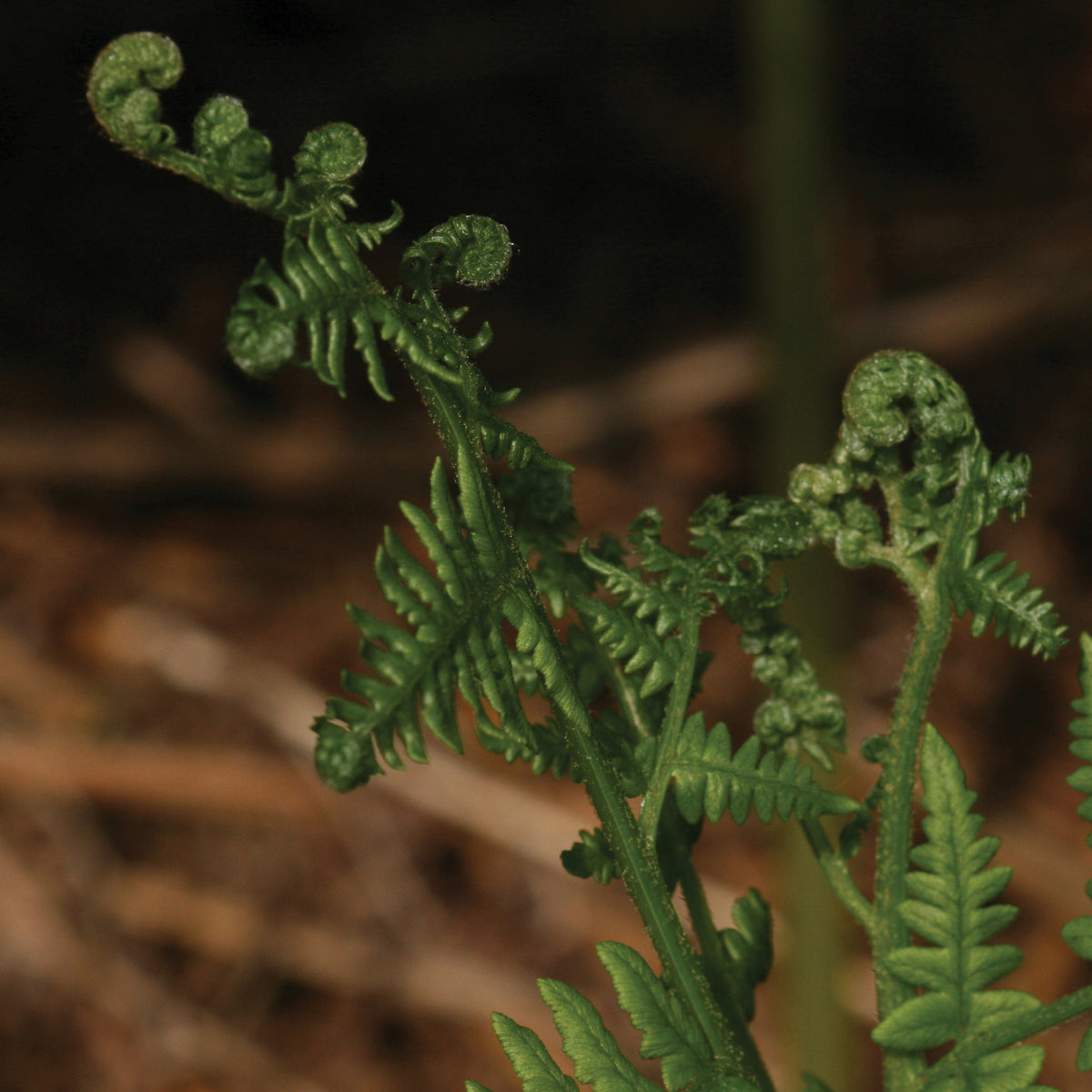 Bracken