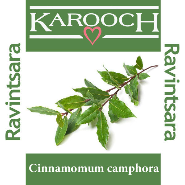Ravintsara