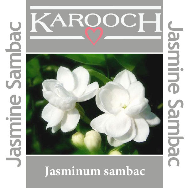 Absolu de Jasmin Sambac