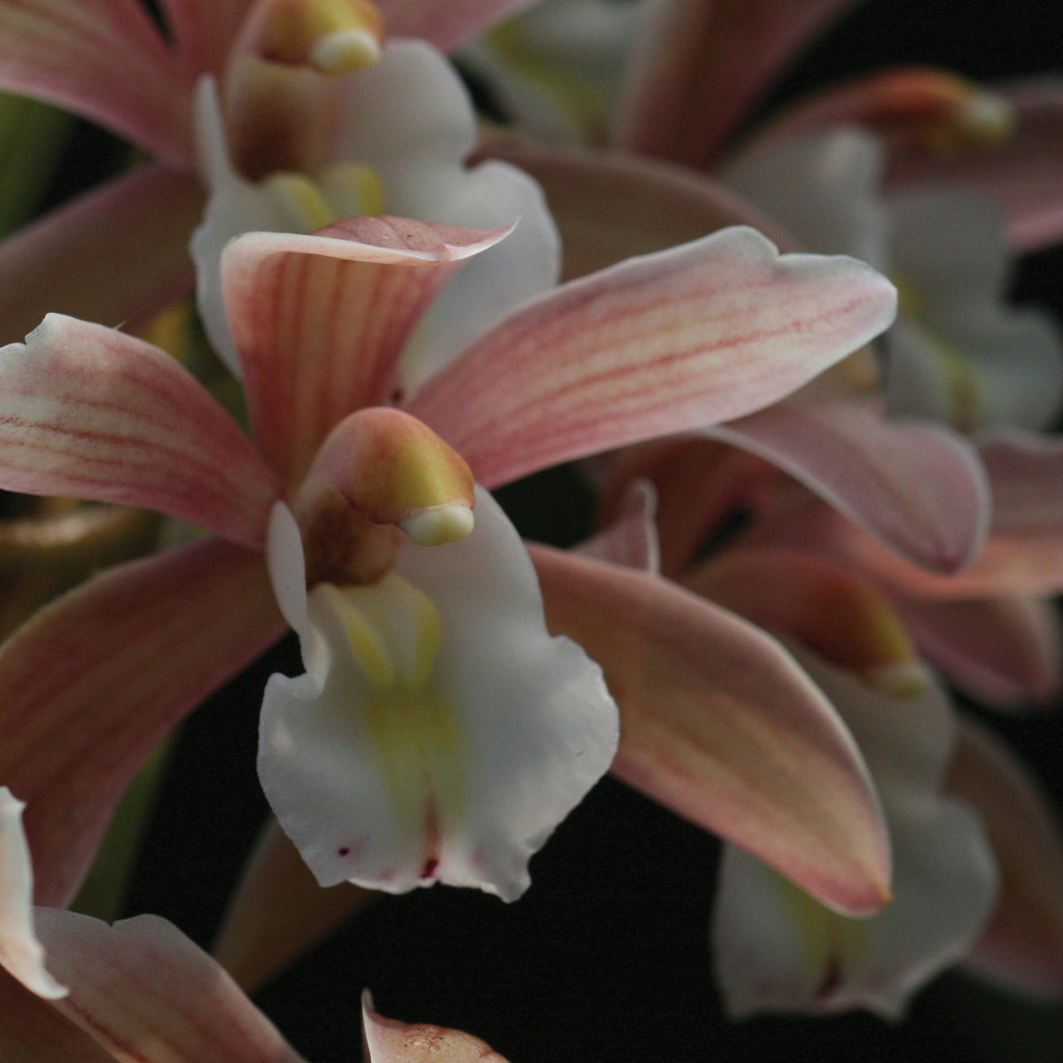 Orchidée Cymbidium