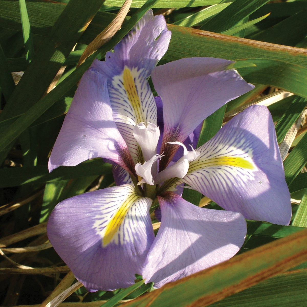 Algerian Iris