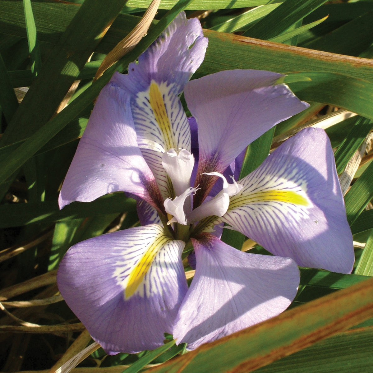 Iris algérien