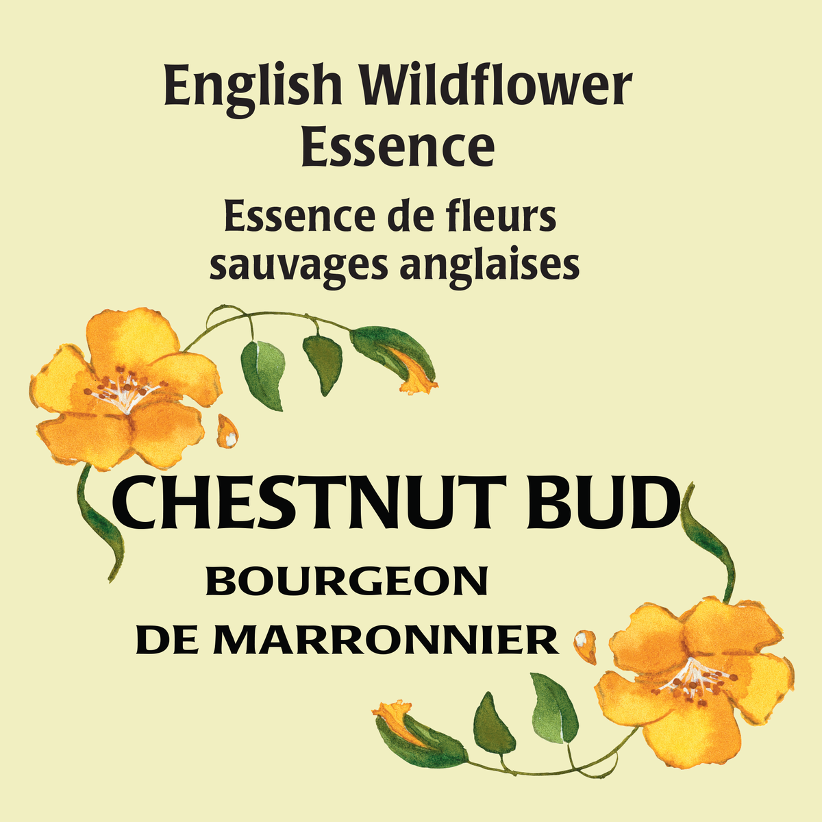 Chestnut Bud