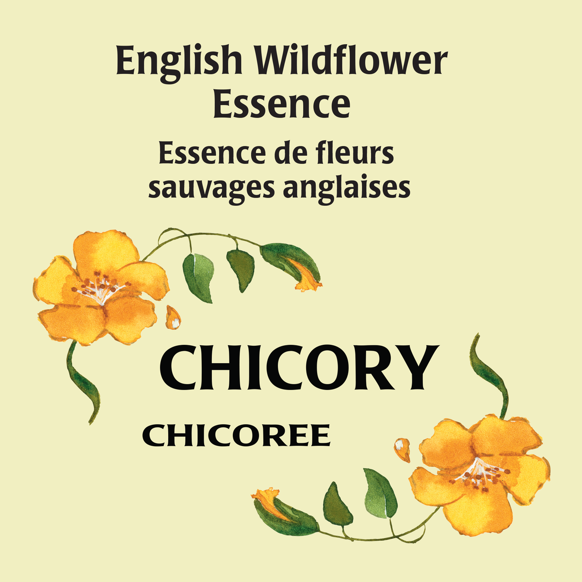 Chicorée