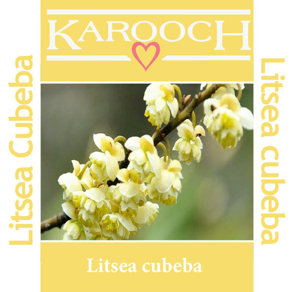 Litsea Cubeba