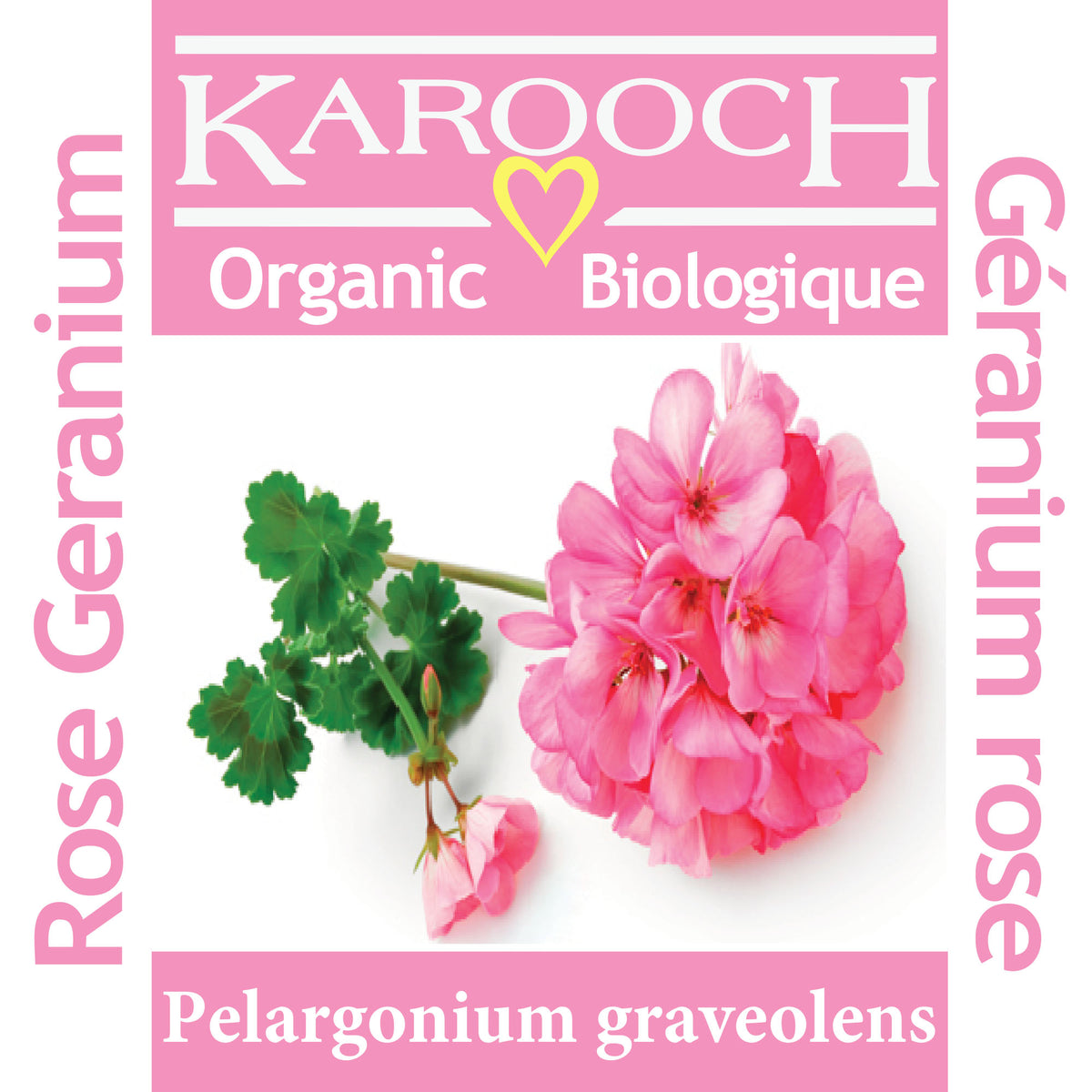 Rose Geranium
