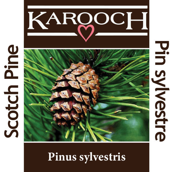 Scotch Pine