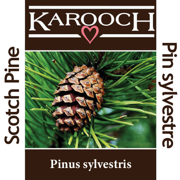 Scotch Pine