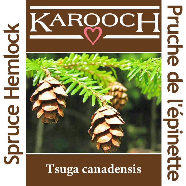 Spruce Hemlock