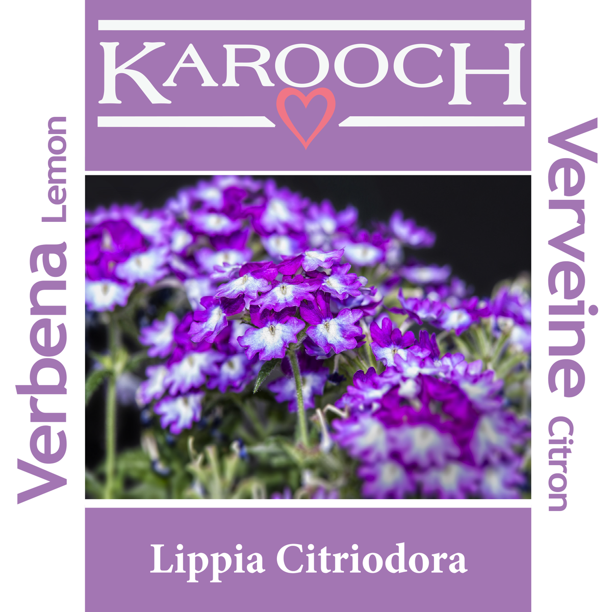 Verbena Lemon