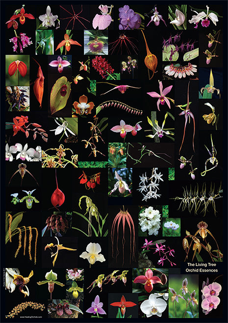 Affiche d&#39;orchidée A2