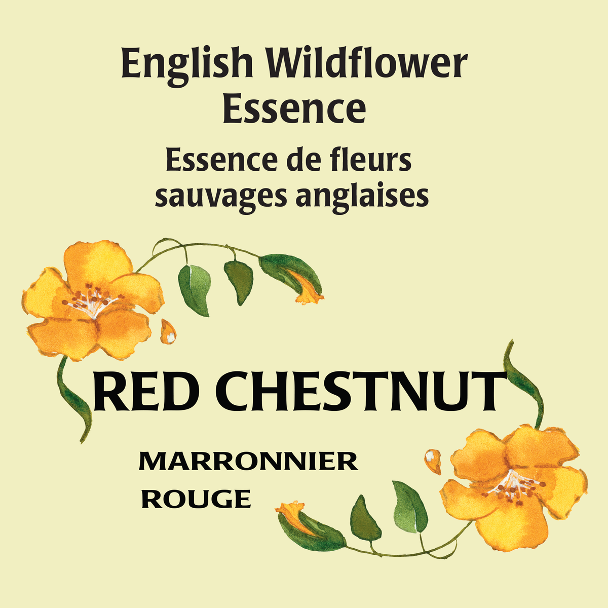 Red Chestnut