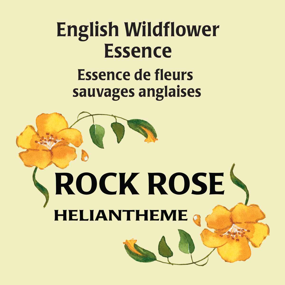 Rock Rose