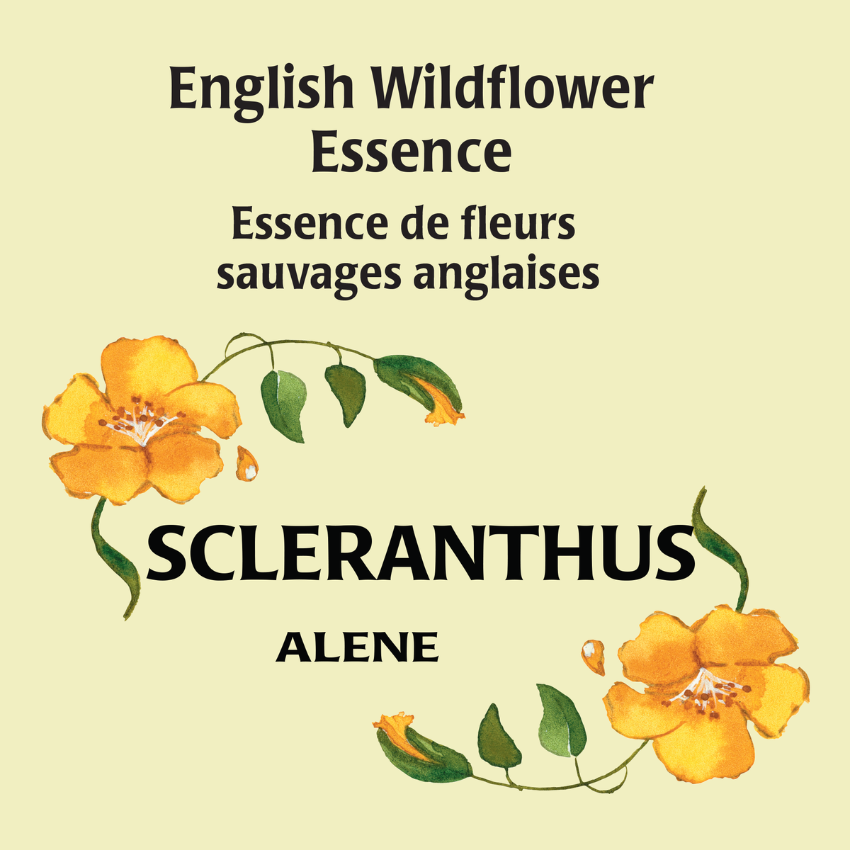 Scleranthus