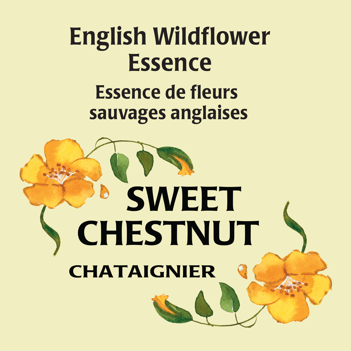 Sweet Chestnut