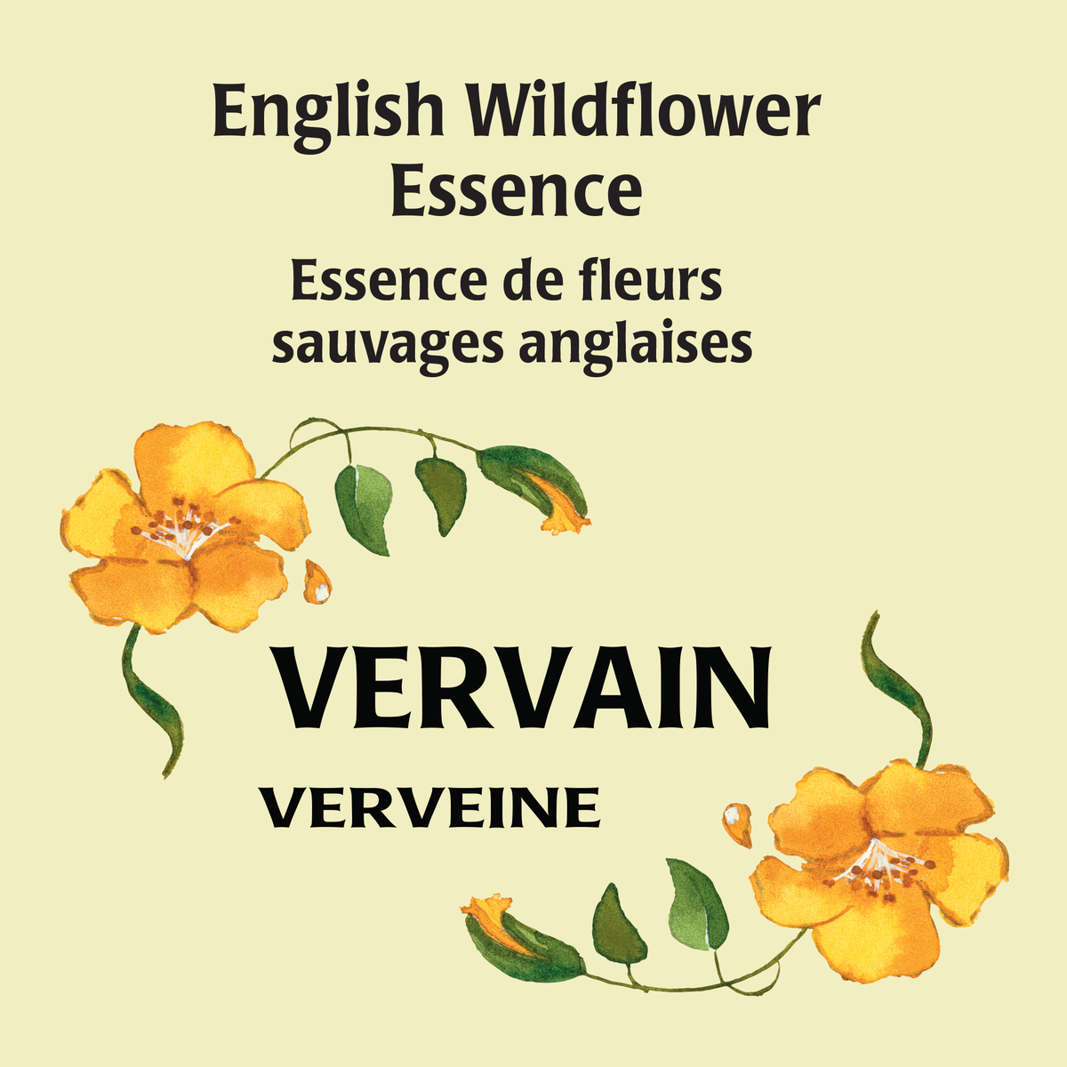 Vervain