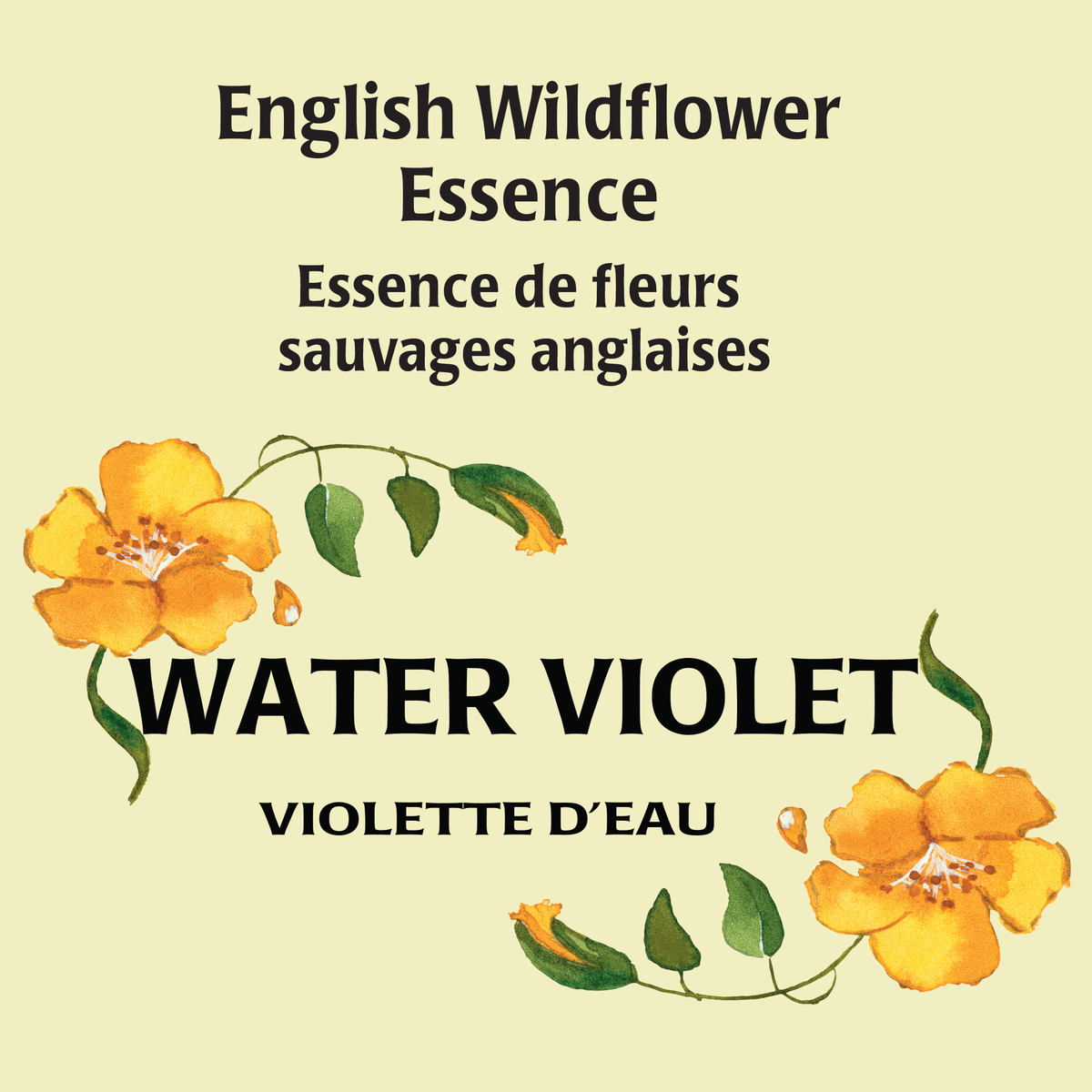 Violet d&#39;eau