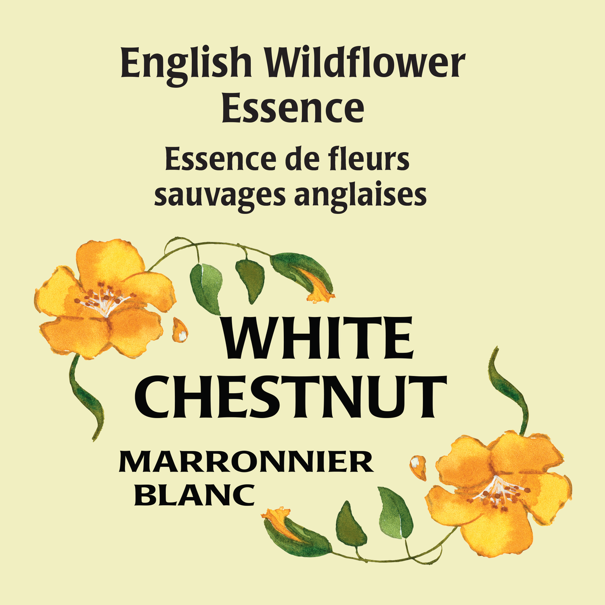 White Chestnut