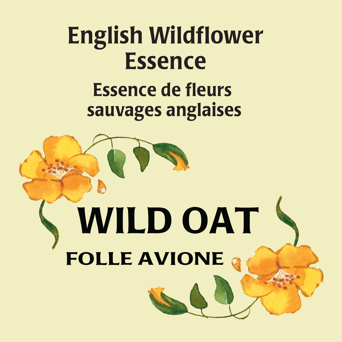 Avoine sauvage
