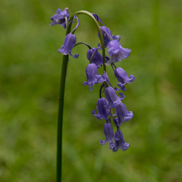 Jacinthe des bois