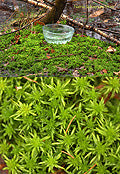 Narnia Sphagnum